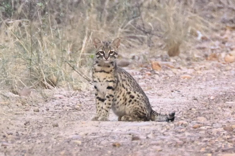 Geoffroy’s Cat