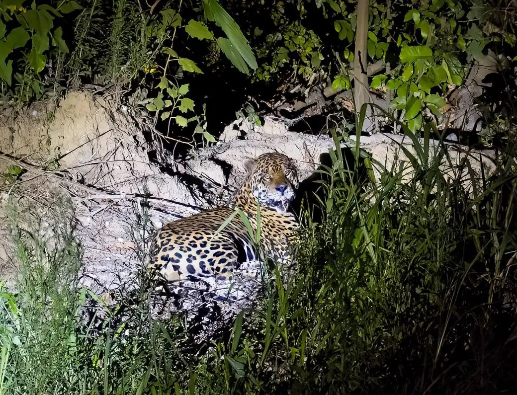 Jaguar