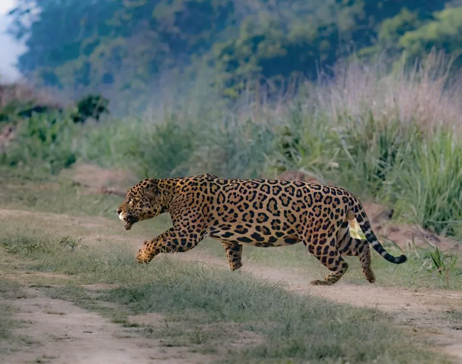 Jaguar
