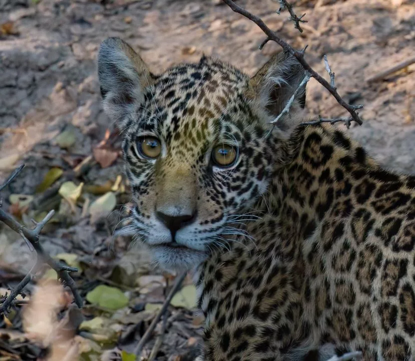 Jaguar