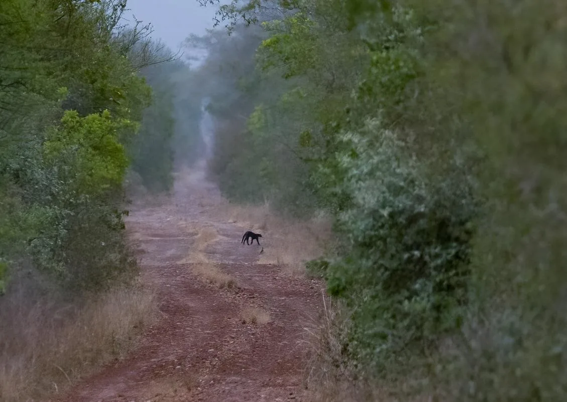 Jaguarundi