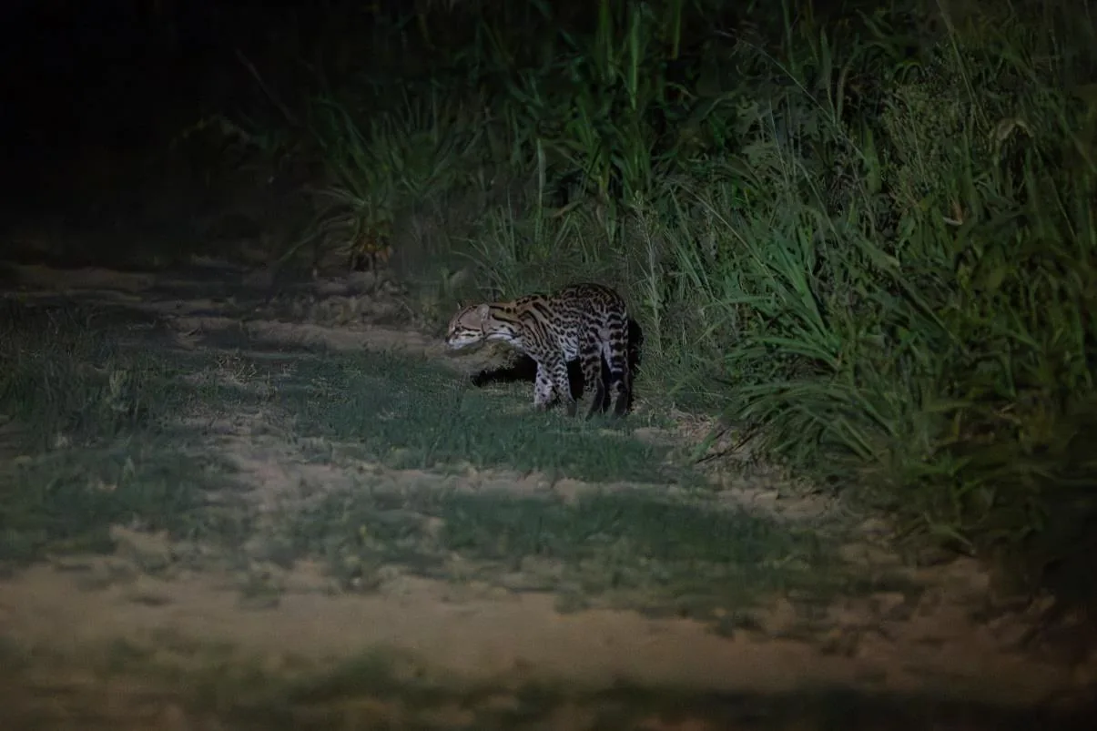 Ocelot