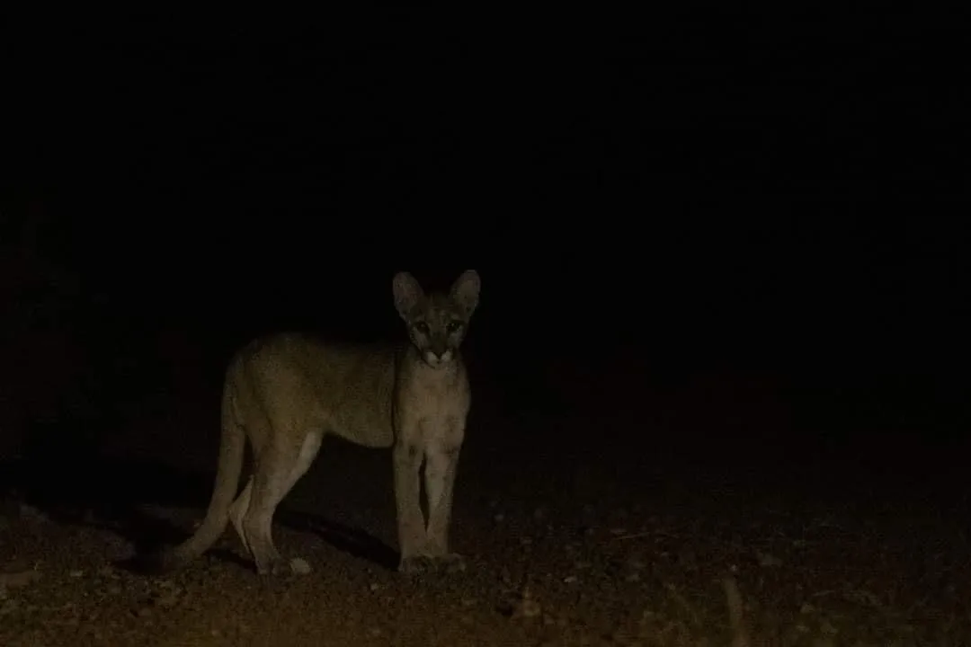 Puma
