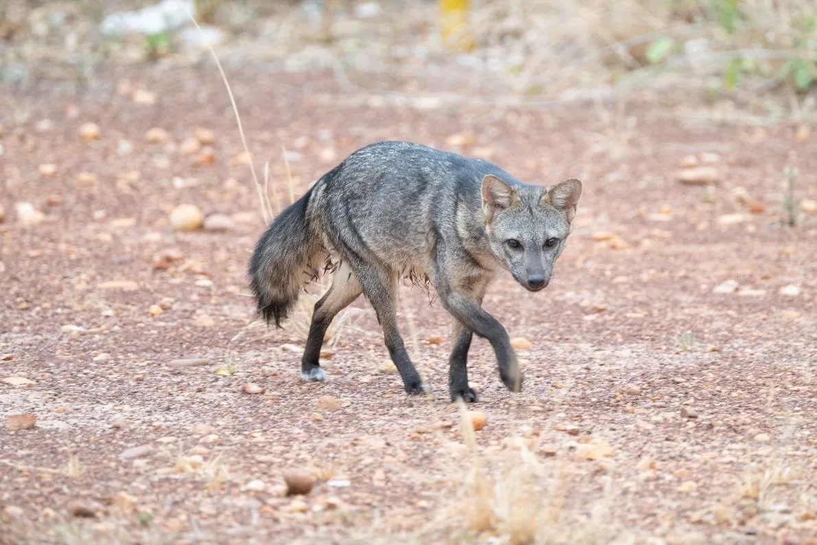 Crab-eating Fox