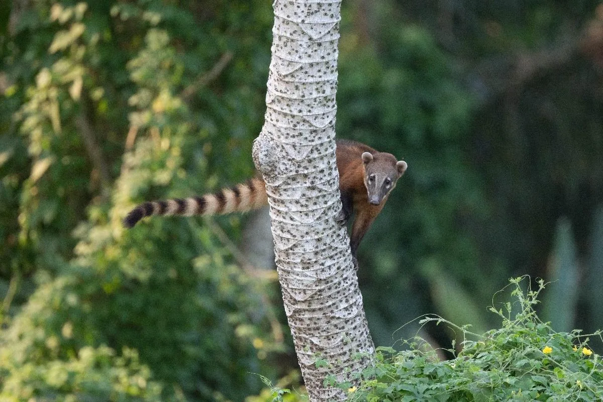 South American Coati