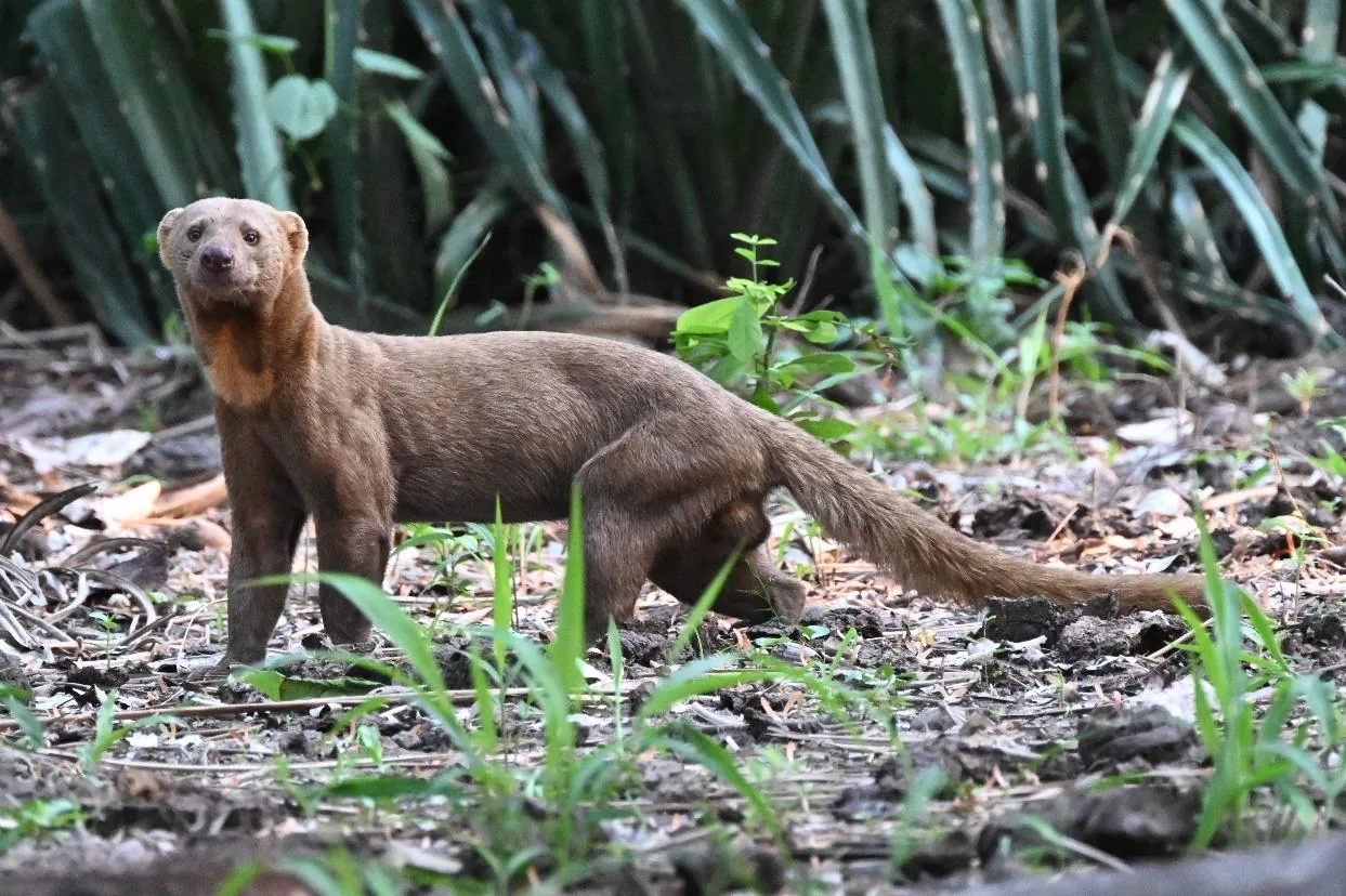 Tayra