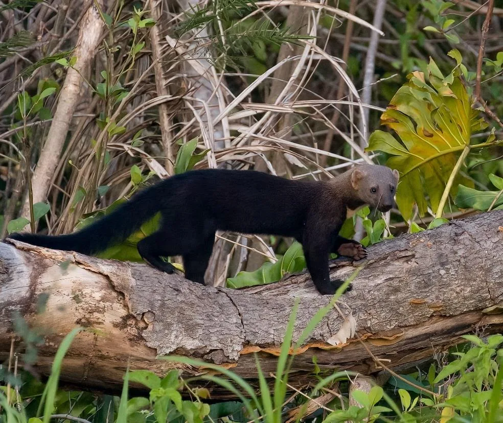 Tayra