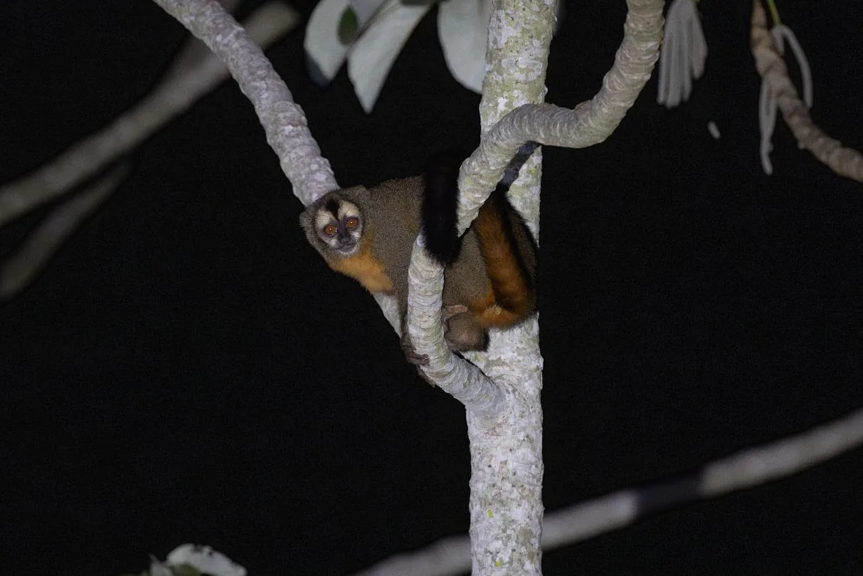 Azara’s Night Monkey