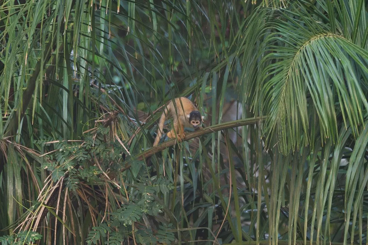 Bolivian Squirrel Monkey
