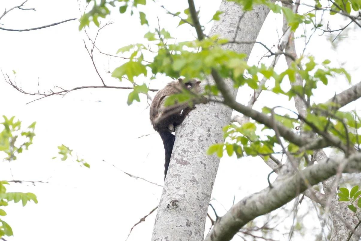 Black-tailed Marmoset