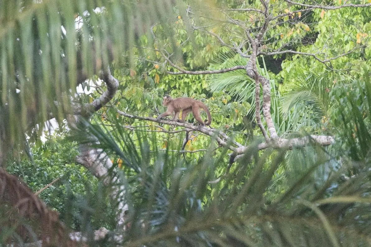 Black-striped Capuchin