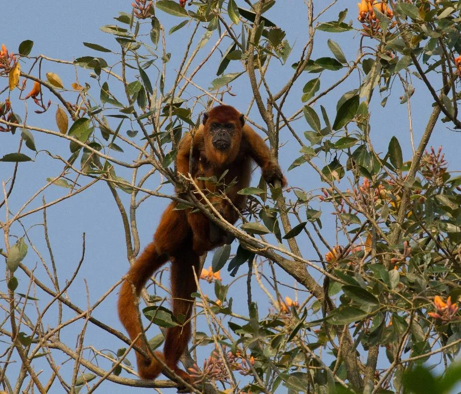 Bolivian Red Howler