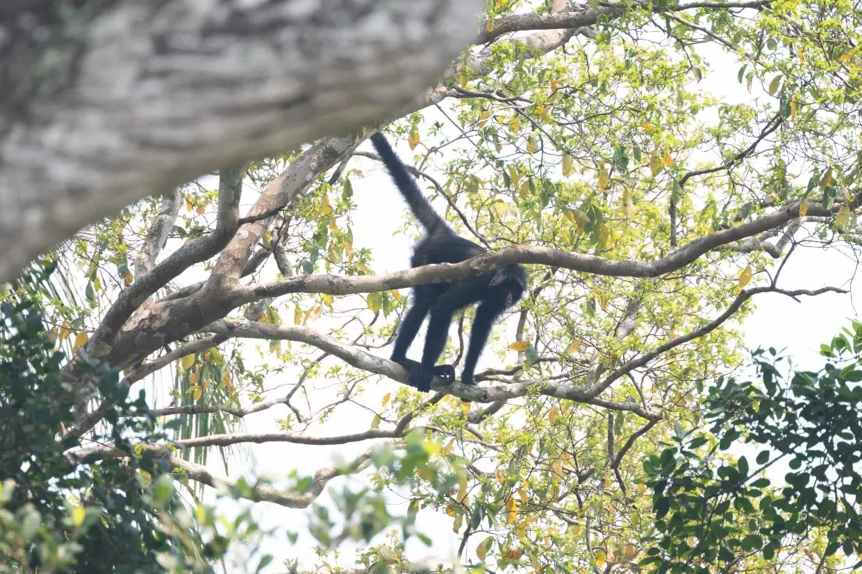 Peruvian Spider Monkey