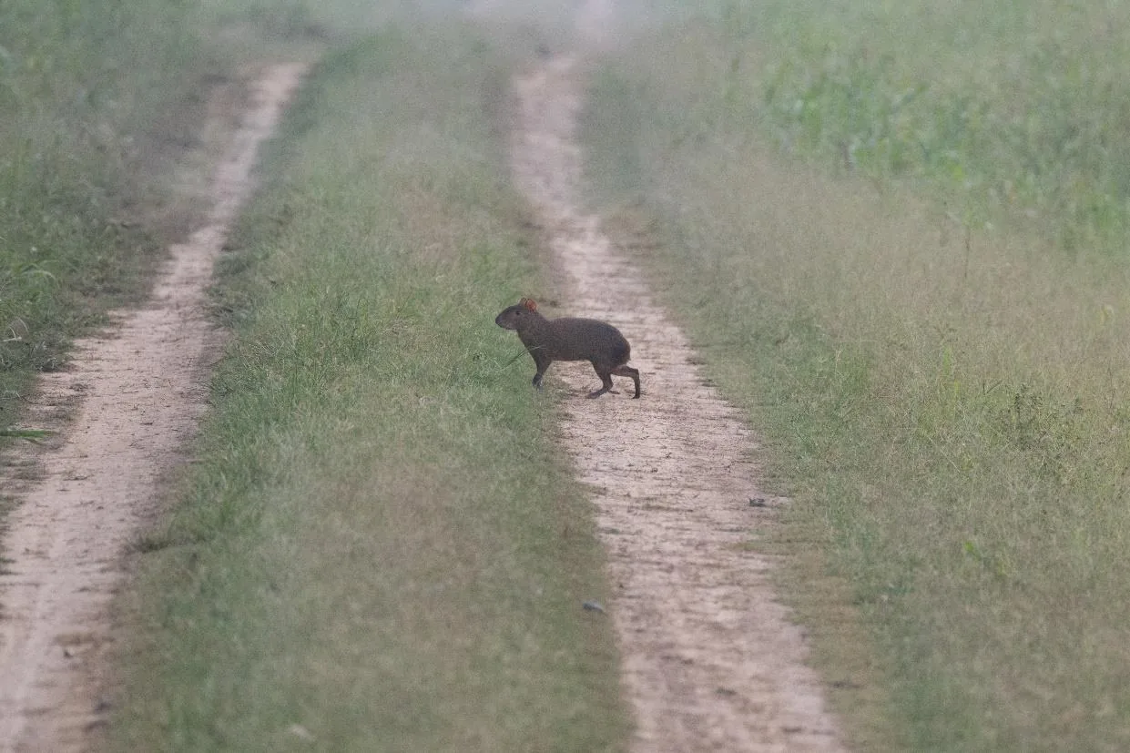 Azara’s Agouti