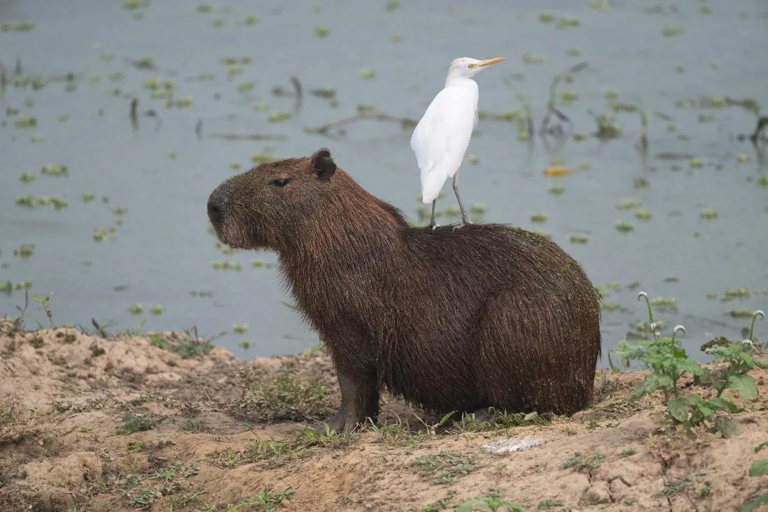 Capybara