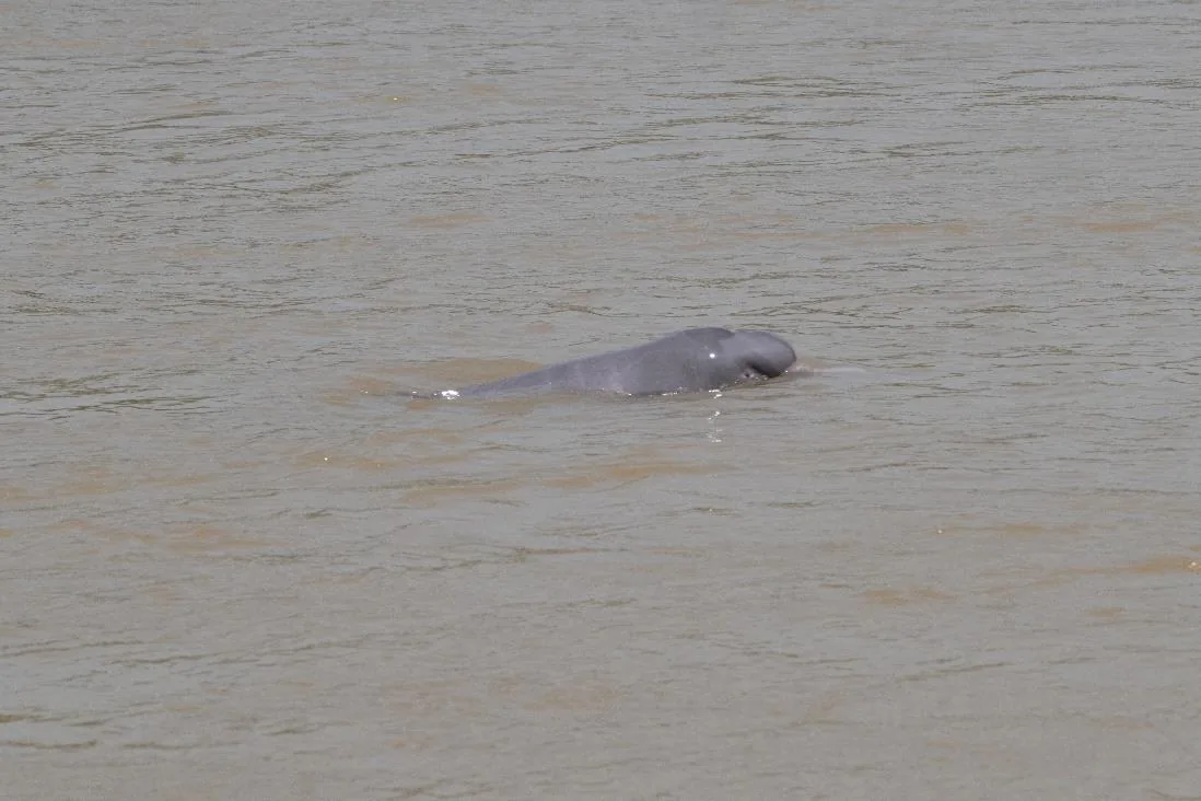 Bolivian River Dolphin