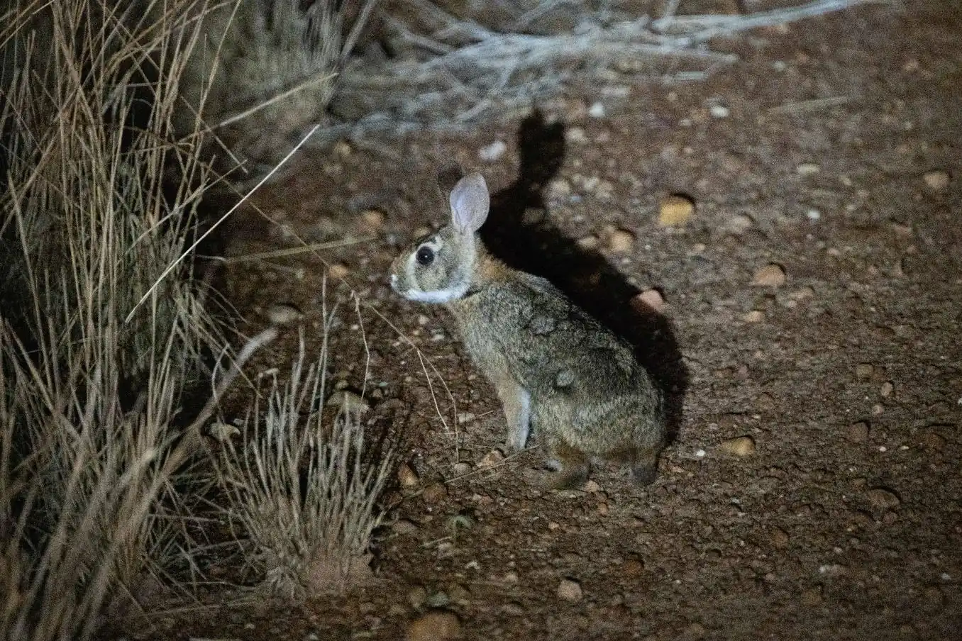 Brazilian Rabbit