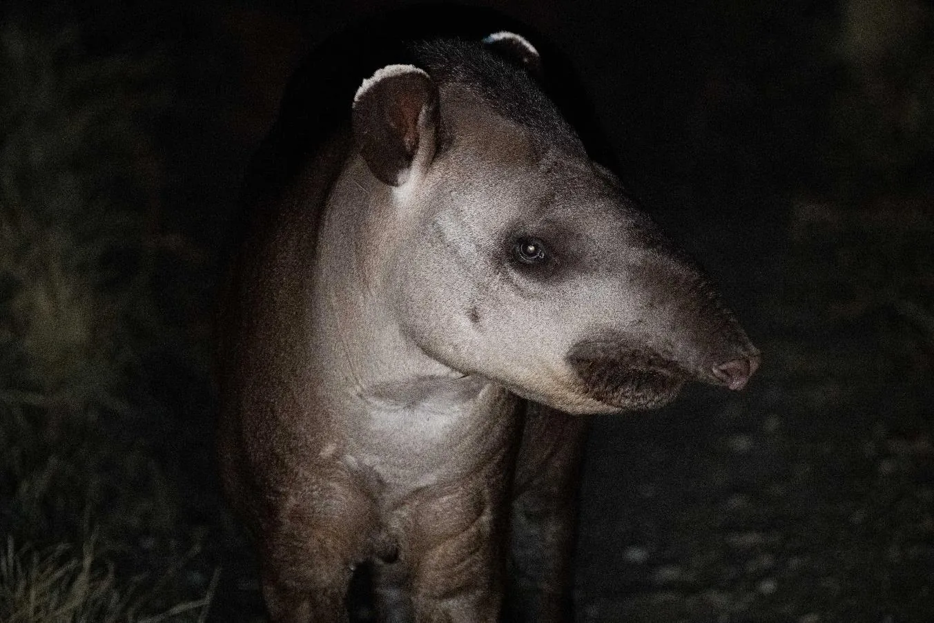 Brazilian Tapir