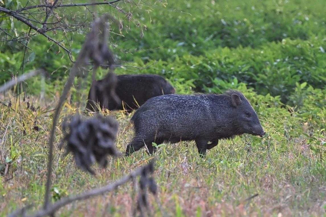 Collared Peccary