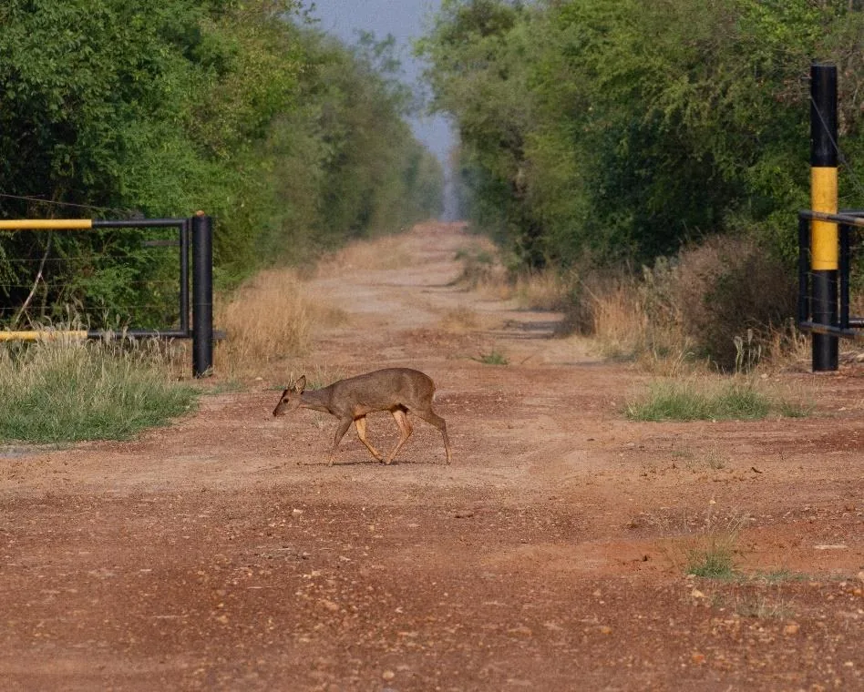 Gray Brocket Deer