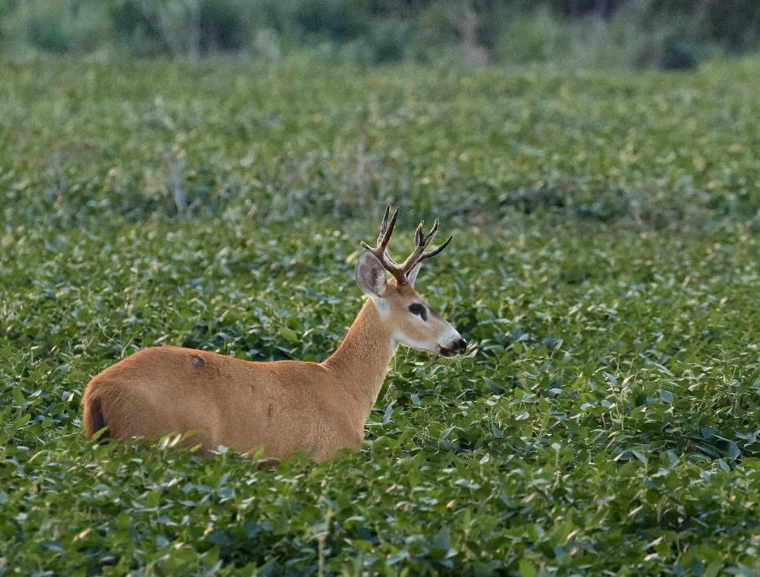 Marsh Deer