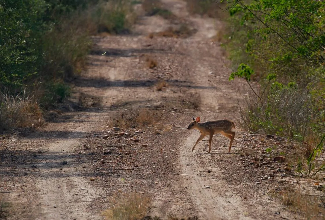 Red Brocket Deer