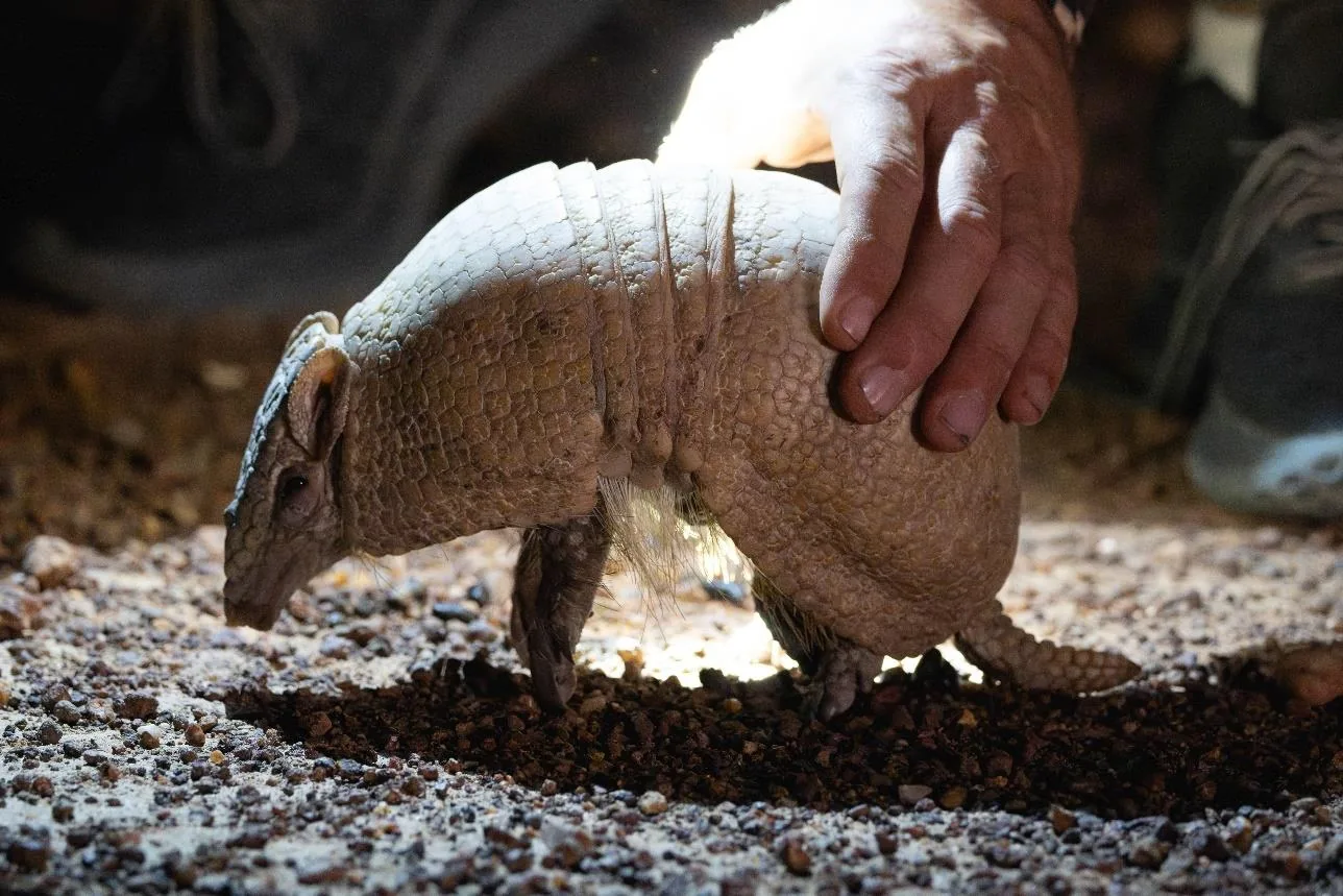 Southern Three-banded Armadillo