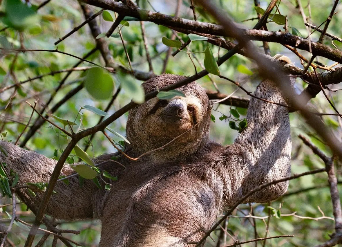 Brown-throated Three-toed Sloth