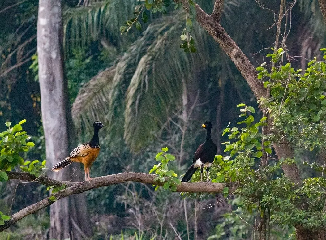Bare-faced Curassow