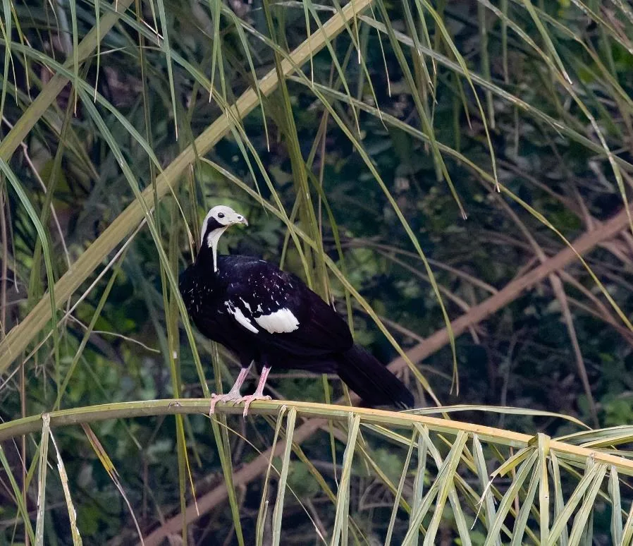 Blue-throated Piping Guan