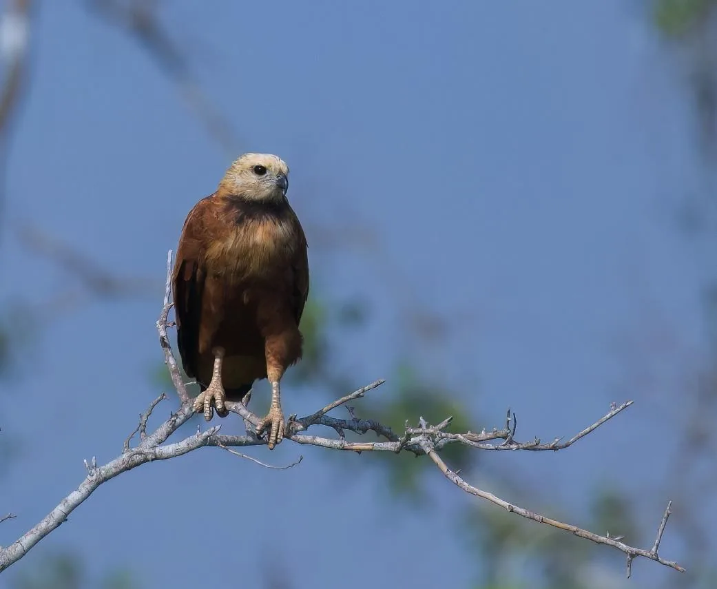 Black-collared Hawk