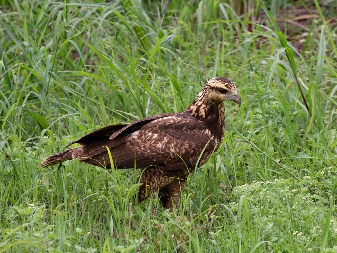 Great Black Hawk