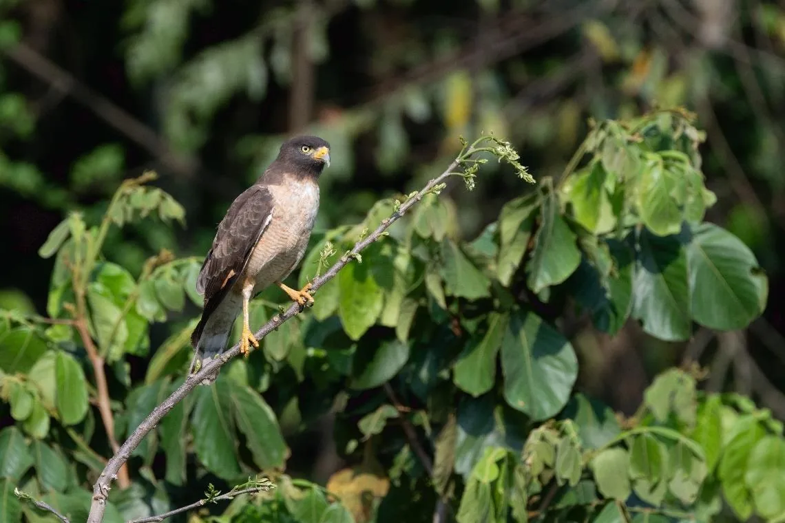 Roadside Hawk