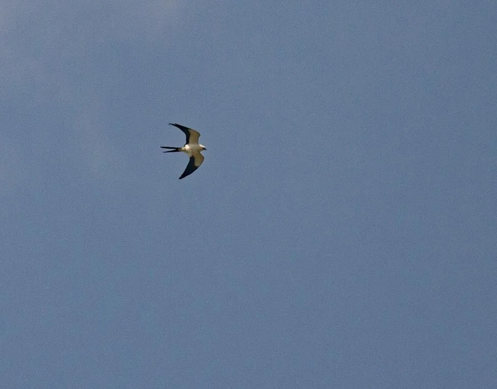 Swallow-tailed Kite
