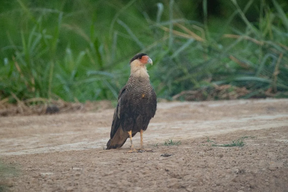 Southern Crested Caracara