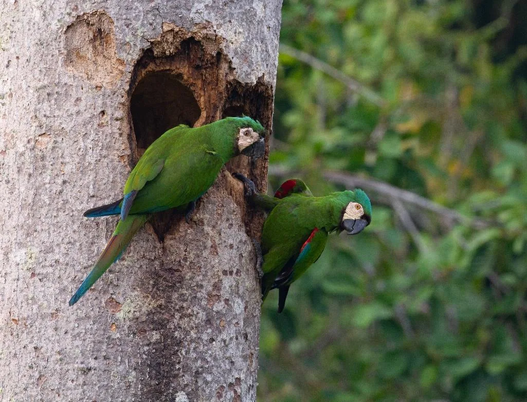 Chestnut-fronted Macaw
