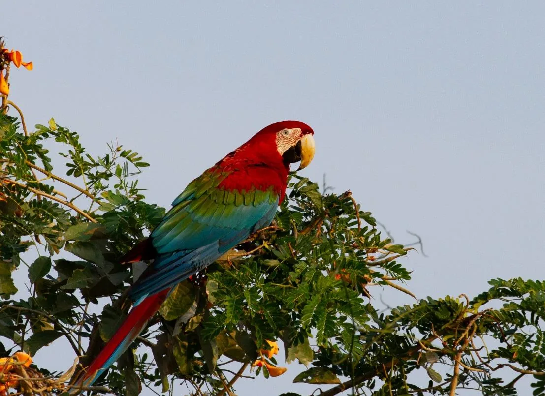 Red-and-green Macaw
