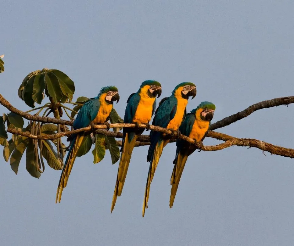 Blue-and-yellow Macaw