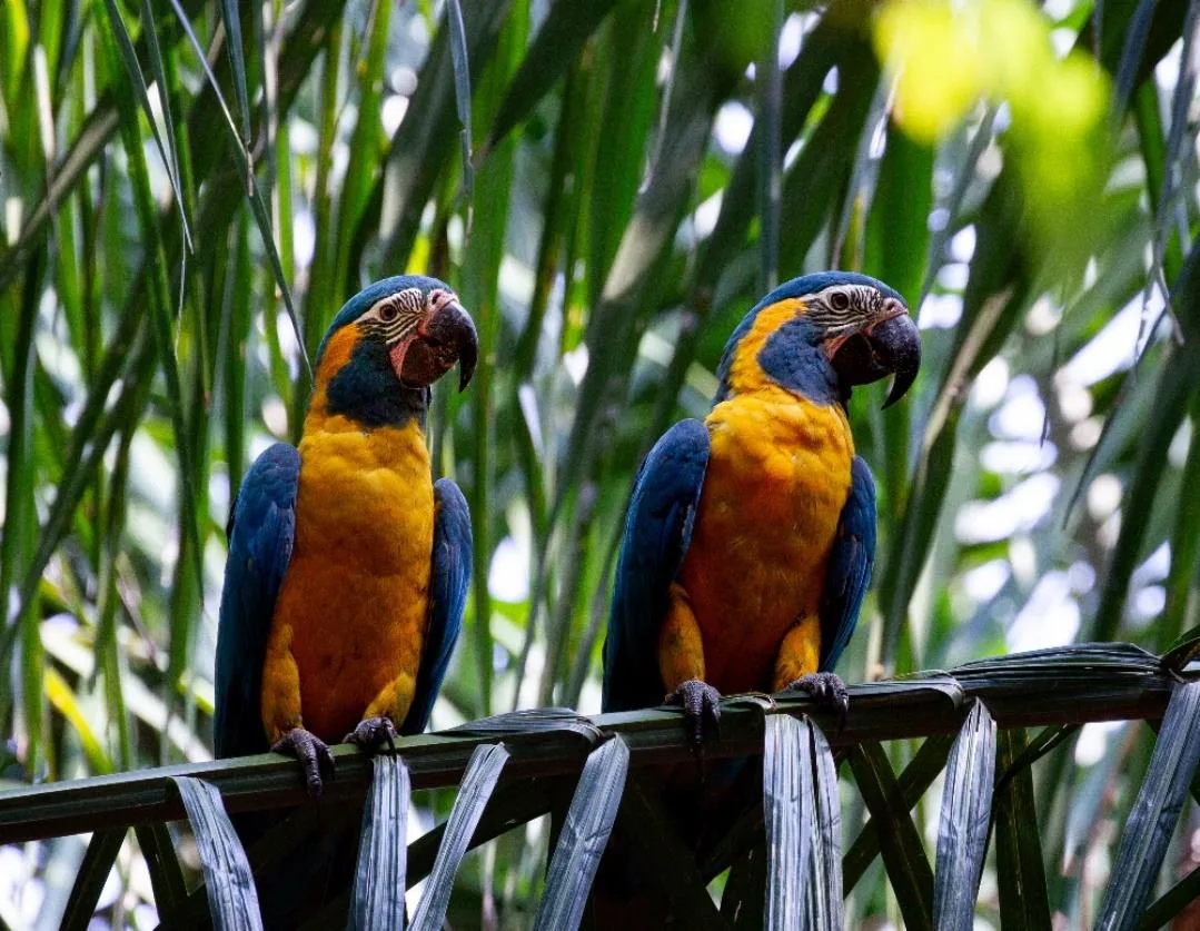 Blue-throated Macaw