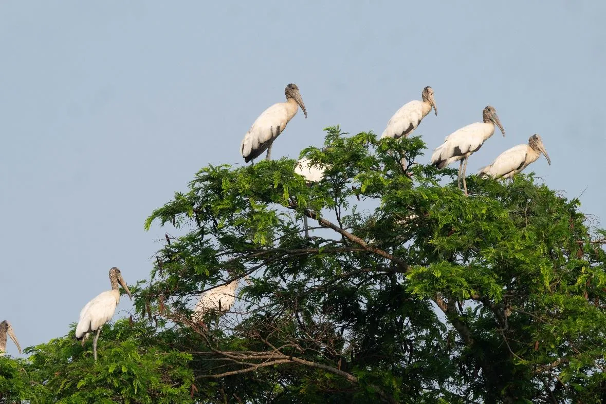 Wood Stork
