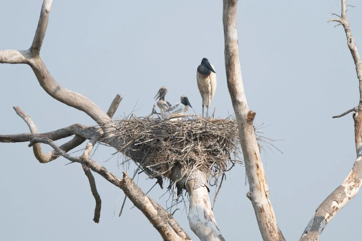 Jabiru