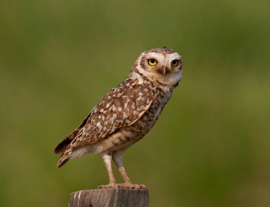 Burrowing Owl