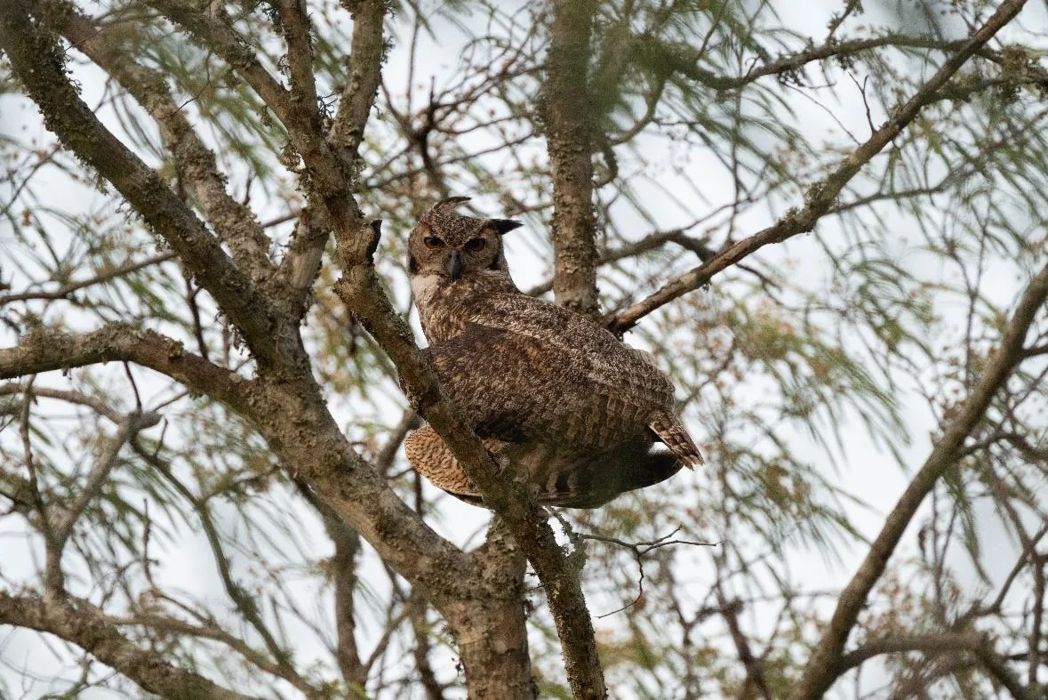 Great Horned Owl