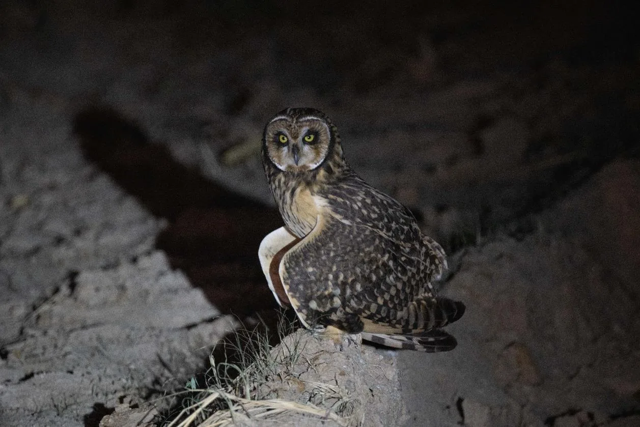 Short-eared Owl