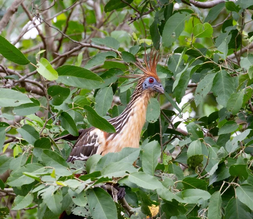 Hoatzin