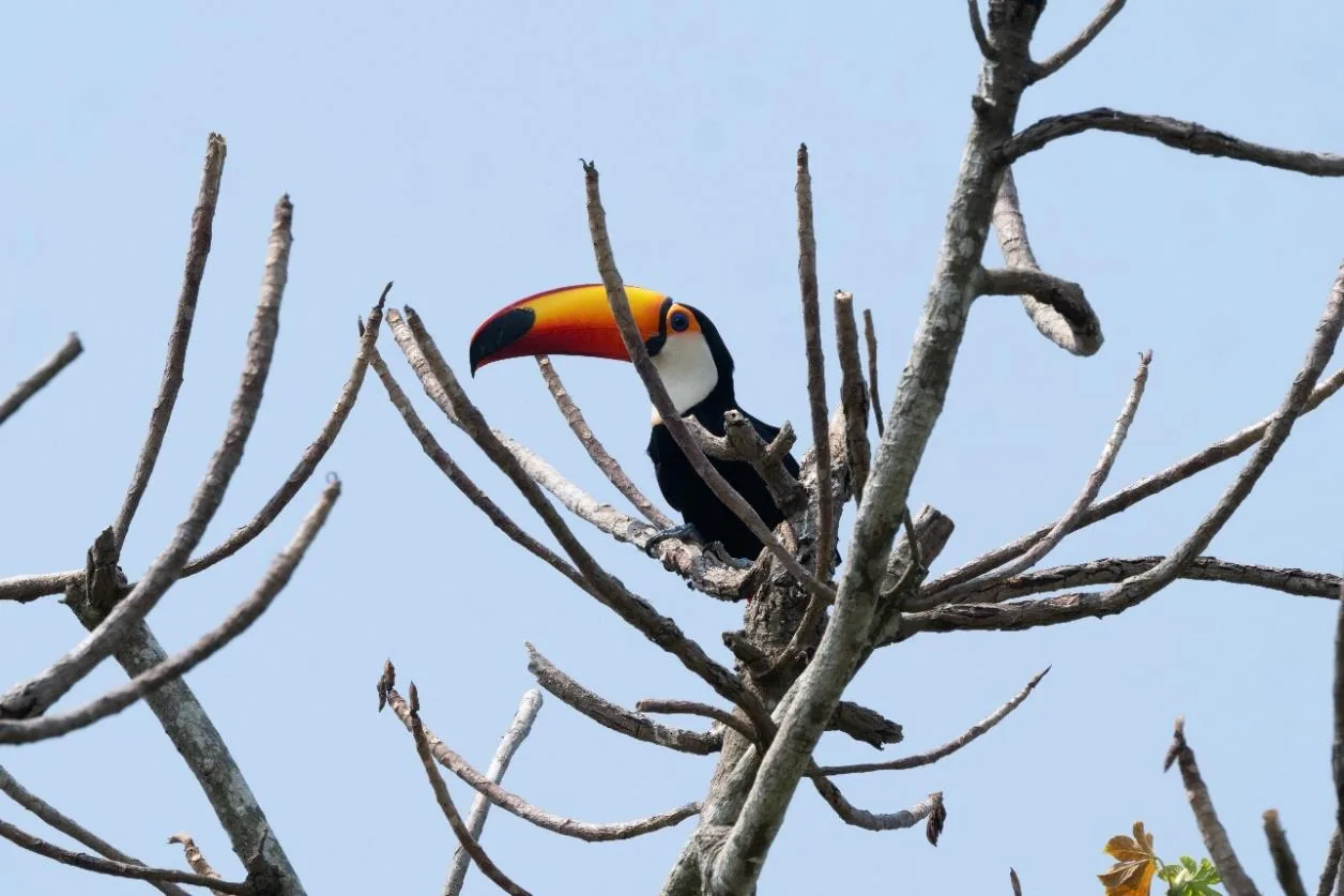 Toco Toucan