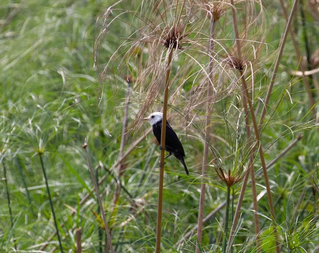 White-headed Marsh-tyrant
