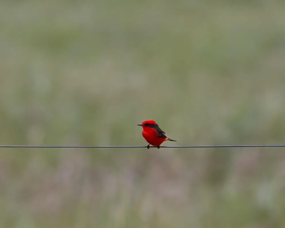 Vermilion Flycatcher
