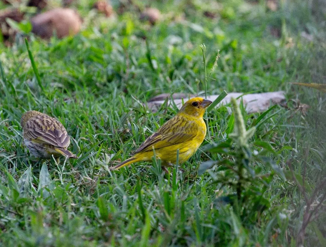 Saffron Finch