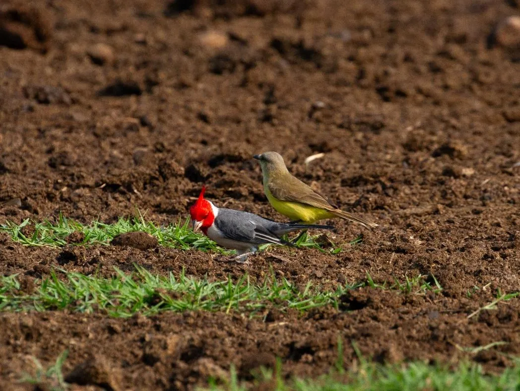 Red-crested Cardinal & Cattle Tyrant